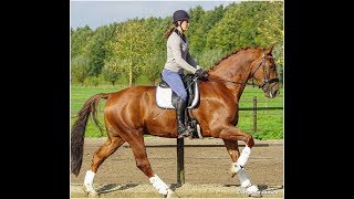 FOR SALE Dressage gelding by Olivi  173m  2011 [upl. by Nichola938]