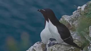 A Day in the Life of RSPB Bempton Cliffs Reserve [upl. by Nudnarb391]