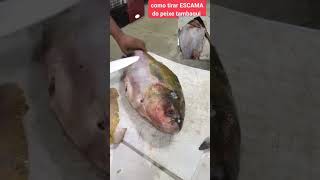 COMO TIRAR ESCAMA DO PEIXE TAMBAQUIyoutubeshorts youtuber peixes [upl. by Balliett]