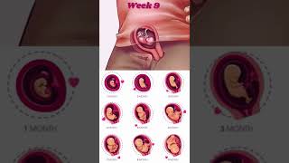 1 40 Weeks Fetal Developments I Pregnancy Stages  গর্ভাবস্থায় 1  40 সপ্তাহ ভ্রূণের বিকাশ [upl. by Latt248]