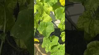 Pollinators in my garden  pollinators organicgardening terracegardning plantcare [upl. by Anirehc]