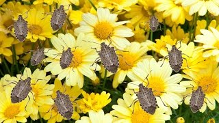 How to Get Rid of Stink Bugs  The Grumpy Gardener [upl. by Kcin]