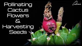 Pollinating Cactus Flowers amp Harvesting Seeds  Astrophytum amp Gymnocalycium [upl. by Ttebroc940]