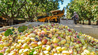 Pistachios Harvesting Process  How To Grow Pistachios  Modern Pistachios Harvesting Machine [upl. by Atniuqal]