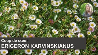 Coup de coeur dOlivier  Erigeron karvinskianus [upl. by Aierdna782]