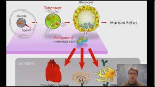 Cell Specialization and Stem Cells Explained [upl. by Eliga]