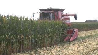 Case IH 8230 AxialFlow Combine Harvesting Corn [upl. by Negroj]