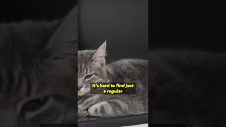 Gray Tabby Cat is kind of rare shorts cat catfacts [upl. by Meghann]