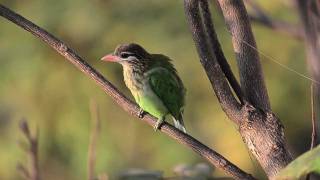 Whitecheeked Barbet [upl. by Ahsikat]