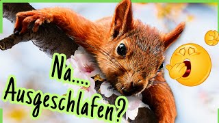 Guten Morgen 🌞 Süße Grüße amp GUTE LAUNE zum Teilen 🐿 [upl. by Pelaga]