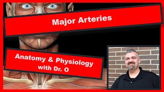 Major Arteries Anatomy and Physiology [upl. by Lail876]