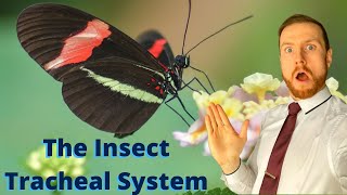 GAS EXCHANGE in Insects plus exam practice AQA ALevel Biology [upl. by Aisenet]