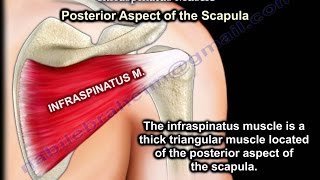 Anatomy Of The Infraspinatus Muscle  Everything You Need To Know  Dr Nabil Ebraheim [upl. by Stetson]