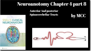 Neuroanatomy chapter 4Anterior Spinocerebellar TractPost Spinocerebellar TractLat Ascending Tract [upl. by Brabazon178]