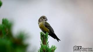 Common Crossbill Loxia curvirostra [upl. by Nashner]