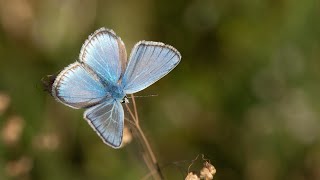 motyl modraszek dorylas  Polyommatus dorylas Turquoise Blue butterfly [upl. by Radborne208]