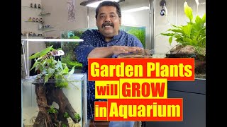 Indoor Garden Plants in Aquarium  Growing Home Garden Plants in Aquarium  Mayur Dev Aquascaper 4K [upl. by Ellmyer661]