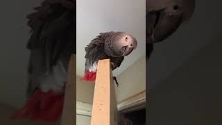 Timneh VS Congo African Greys [upl. by Notyal]