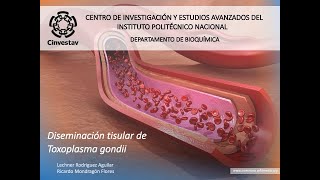 Diseminación Tisular de Toxoplasma 2024 [upl. by Silvio319]