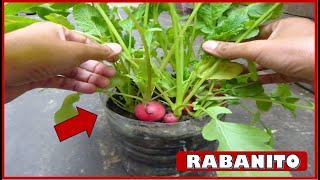 APRENDE A COSECHAR PLANTAS DE RABANITO [upl. by Nehgem]