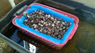 Filter in Aquaponic Sump Uses Floss and Rock3gp [upl. by Aderf]