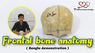 Frontal bone anatomy in bangla  Parts features attachmentrelation [upl. by Amsed138]