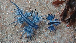 Голожаберный моллюск Главк лат Glaucus atlanticus [upl. by Einner]