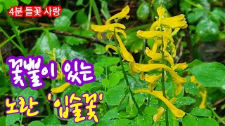 눈괴불주머니 Prostrate corydalis [upl. by Anitnelav]