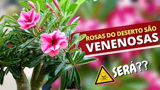 Rosas do Deserto são VENENOSAS [upl. by Roxi]