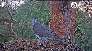 Goshawks RigaBKUS ◇ 3 September 🍂Ein Besucher zeigt sich im Nest [upl. by Jowett]