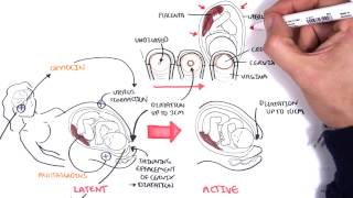 Obstetrics  Stages of Labour [upl. by Assej]