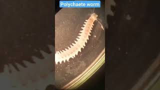 Polychaete worm  External Morphology [upl. by Ailesor]