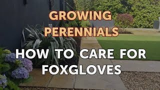 How to Care for Foxgloves [upl. by Calore438]