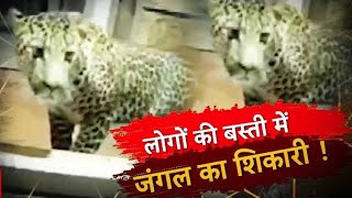 Udaipur में 15 घरो की बस्ती में घुसा लेपर्ड पकड़ने के लिए लगाए CCTV भी फ़ैल [upl. by Ecirtnom]