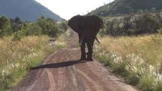 Pilane bull elephant in full musth following us with nearly flat tire [upl. by Kristen]