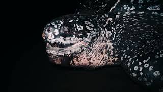 leatherback turtle watching waisurione beach Malaita Province Solomon Islands [upl. by Campagna874]