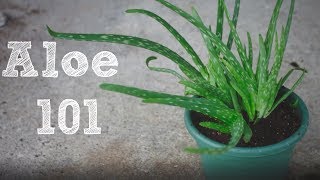 How to repot an Aloe Vera plant  Aloe 101 [upl. by Evaleen127]