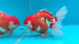 Beautiful and expensive ORANDA goldfish original from Japan [upl. by Ahseihs]