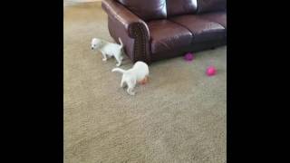 English Lab Puppies in Southern California [upl. by Teryn]