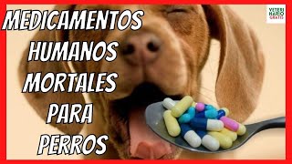 ⛔️ MEDICAMENTOS MORTALES PARA PERROS Y GATOS ⛔️ IBUPROFENO PARACETAMOL ASPIRINA [upl. by Aurthur67]