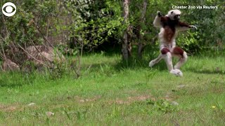 WEB EXTRA Dancing Lemurs Explore Their Enclosure [upl. by Rosenblum]