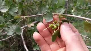 Identifying a Currant Bush Ribes Aureum [upl. by Margie319]