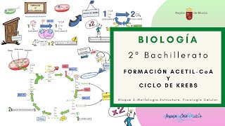 FORMACIÓN ACETILCoA Y CICLO DE KREBS [upl. by Eliezer402]