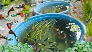 My Mini Backyard Ornamental fish Farming [upl. by Atsirtal]