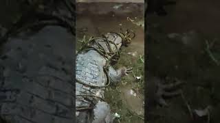 Alligator Rescue 🦖 viral shortvideos youtubeshots alligator [upl. by Lirba]