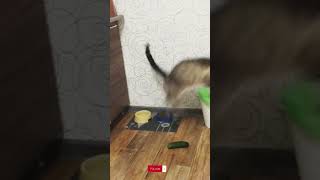 Cats are scared of cucumbers 😹 fypシ catfailcompilation funnypet reels funny catfail pet pets [upl. by Sykleb230]