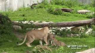 Lion cubs playing with older sister at Saint Louis Zoo [upl. by Bohon526]