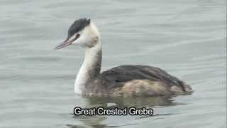 BTO Bird ID  Winter Grebes [upl. by Kihtrak]