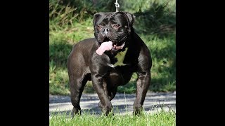 Meet the Evolution Bloodline  Olde English Bulldogge [upl. by Oleusnoc]