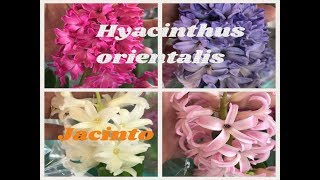 Jacinto ou Hyacinthus orientalis [upl. by Aenaj]